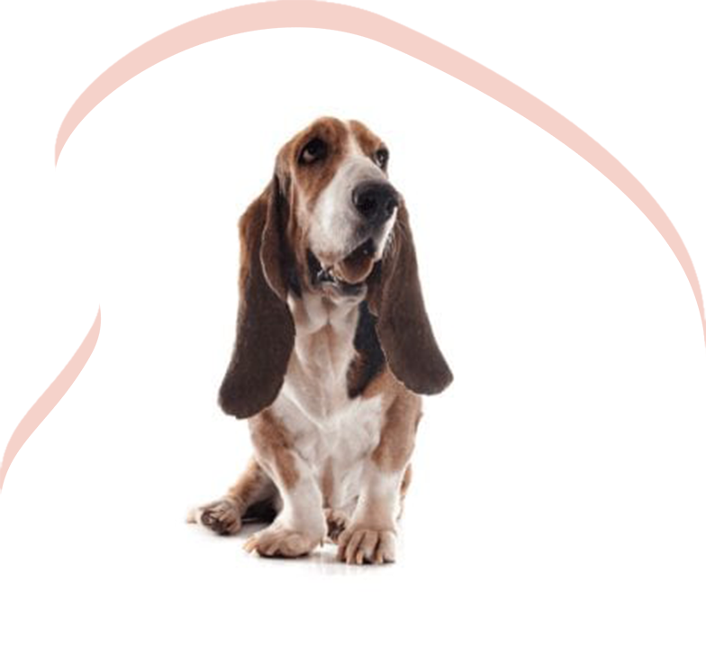 Arizona Basset Hound Rescue