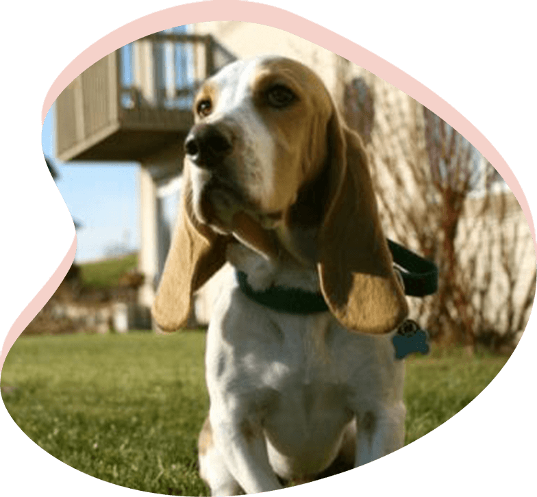 Arizona Basset Hound Rescue