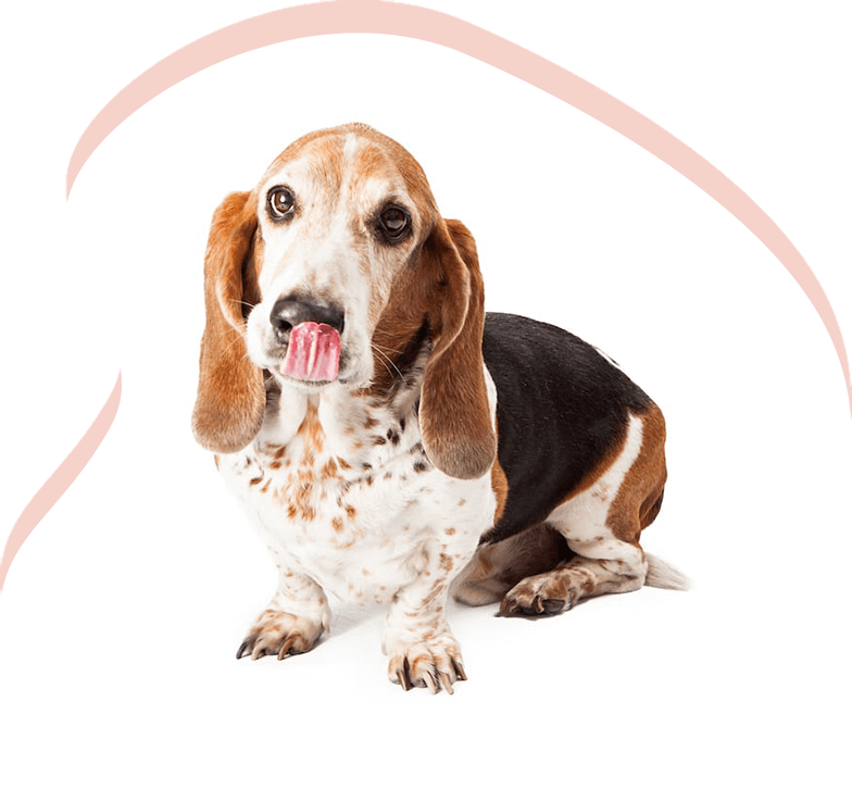 Arizona Basset Hound Rescue