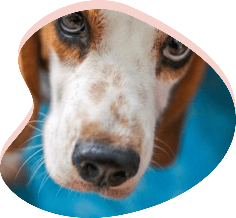 Arizona Basset Hound Rescue