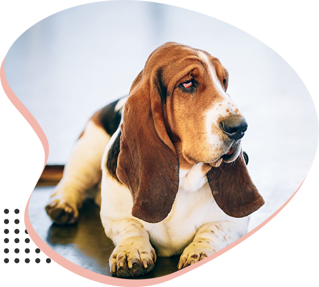 Petfinder sales basset hounds