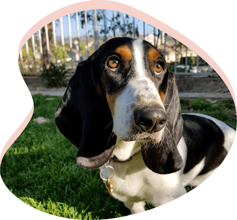 basset hound spaniel mix