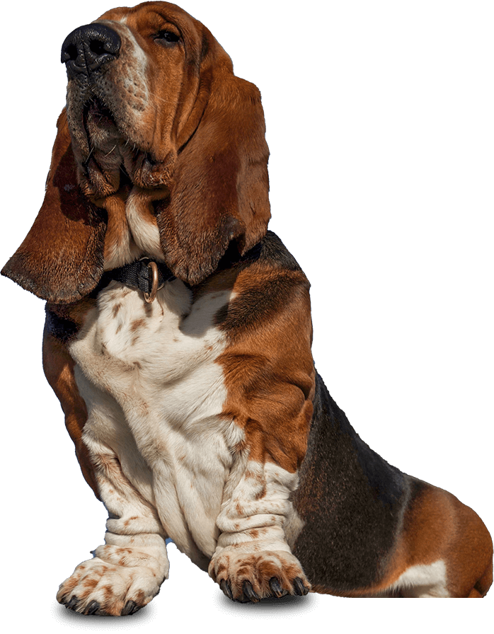 Bloodhound With Basset Hound